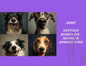 News-Oxytocin Boosts Eye-Gazing in Japanese Dogs