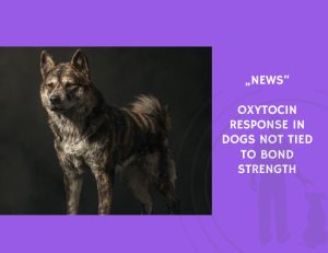 News-Oxytocin Response in Dogs Not Tied to Bond Strength