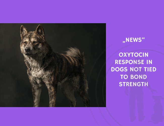 News-Oxytocin Response in Dogs Not Tied to Bond Strength