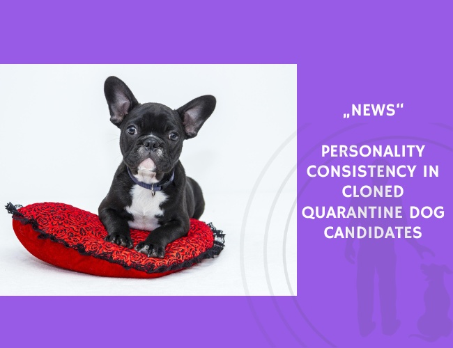 News-Personality Consistency in Cloned Quarantine Dog Candidates