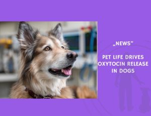 News-Pet Life Drives Oxytocin Release in Dogs