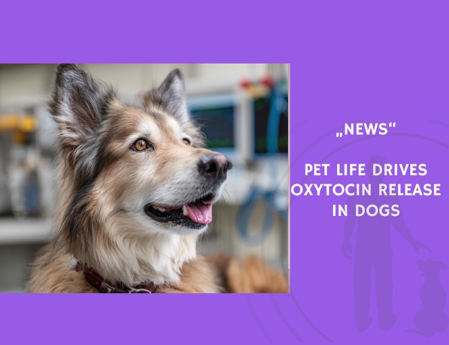News-Pet Life Drives Oxytocin Release in Dogs