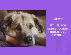 News-Pet Life, Not Domestication, Boosts Dog Oxytocin