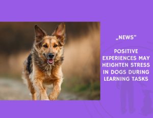 News-Positive Experiences May Heighten Stress in Dogs During Learning Tasks