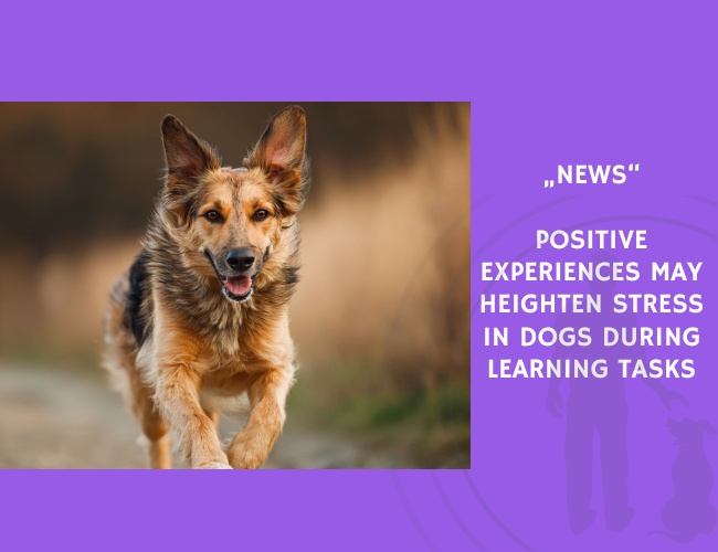 News-Positive Experiences May Heighten Stress in Dogs During Learning Tasks