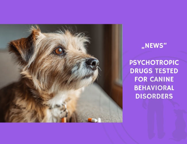 News-Psychotropic Drugs Tested for Canine Behavioral Disorders