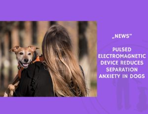 News-Pulsed Electromagnetic Device Reduces Separation Anxiety in Dogs