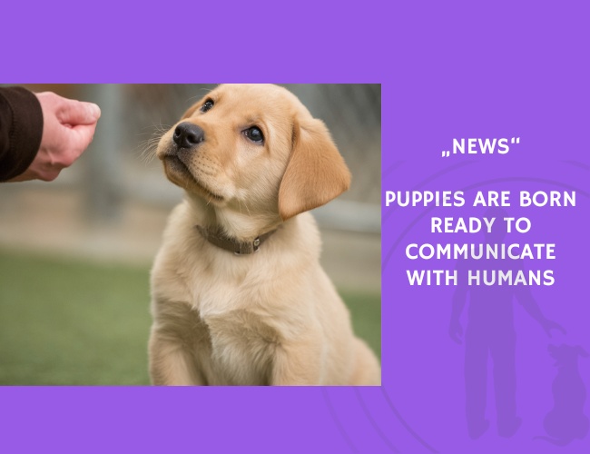 News-Puppies Are Born Ready to Communicate with Humans