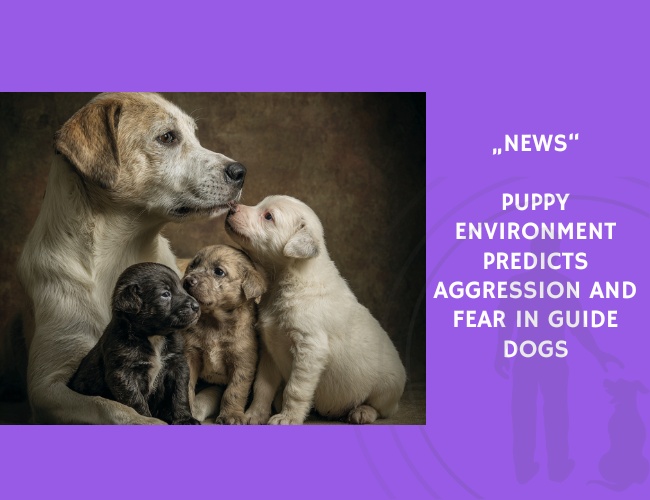 News-Puppy Environment Predicts Aggression and Fear in Guide Dogs