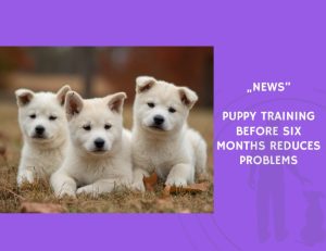 News-Puppy Training Before Six Months Reduces Problems