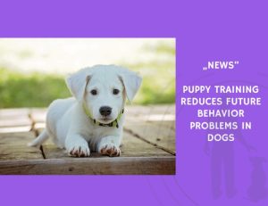 News-Puppy Training Reduces Future Behavior Problems in Dogs