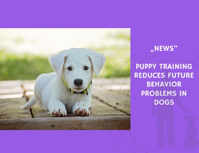 News-Puppy Training Reduces Future Behavior Problems in Dogs