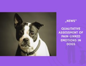 News-Qualitative Assessment of Pain-Linked Emotions in Dogs