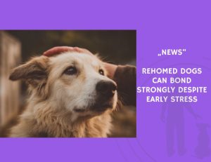 News-Rehomed Dogs Can Bond Strongly Despite Early Stress