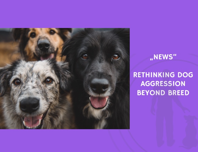 News-Rethinking Dog Aggression Beyond Breed
