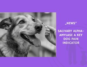 News-Salivary Alpha-Amylase a Key Dog Pain Indicator