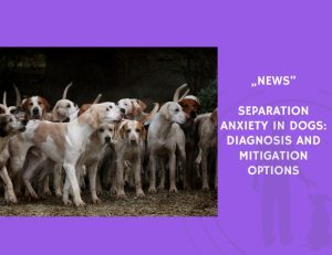 News-Separation Anxiety in Dogs Diagnosis and Mitigation Options