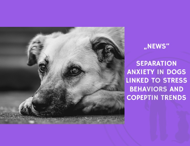 News-Separation Anxiety in Dogs Linked to Stress Behaviors and Copeptin Trends