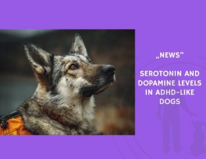 News-Serotonin and Dopamine Levels in ADHD-Like Dogs