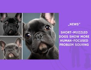 News-Short-Muzzled Dogs Show More Human-Focused Problem Solving
