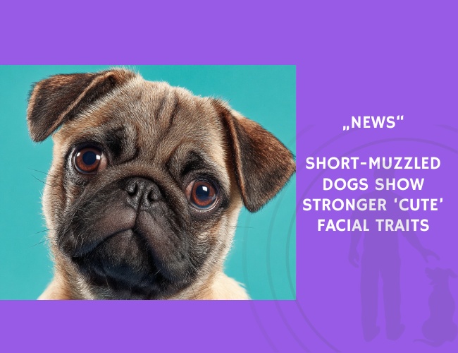 News-Short-Muzzled Dogs Show Stronger ‘Cute’ Facial Traits