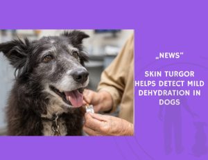 News-Skin Turgor Helps Detect Mild Dehydration in Dogs