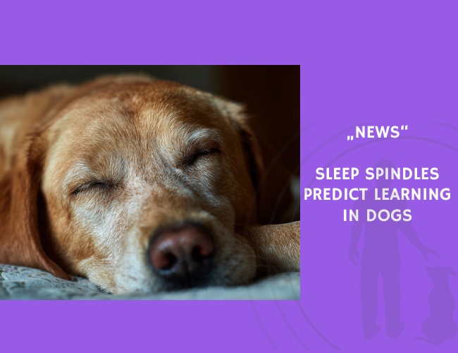 News-Sleep Spindles Predict Learning in Dogs