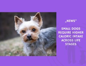 News-Small Dogs Require Higher Caloric Intake Across Life Stages