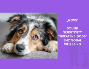 News-Sound Sensitivity Threatens Dogs’ Emotional Wellbeing