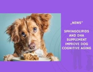 News-Sphingolipids and DHA Supplement Improve Dog Cognitive Aging