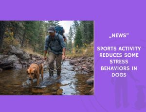 News-Sports Activity Reduces Some Stress Behaviors in Dogs