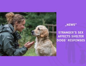 News-Stranger’s Sex Affects Shelter Dogs’ Responses