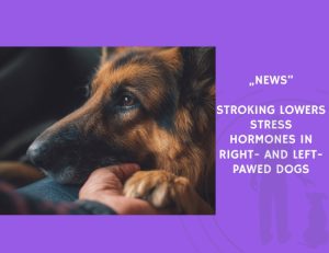 News-Stroking Lowers Stress Hormones in Right- and Left-Pawed Dogs