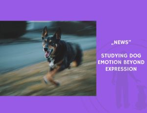 News-Studying Dog Emotion Beyond Expression