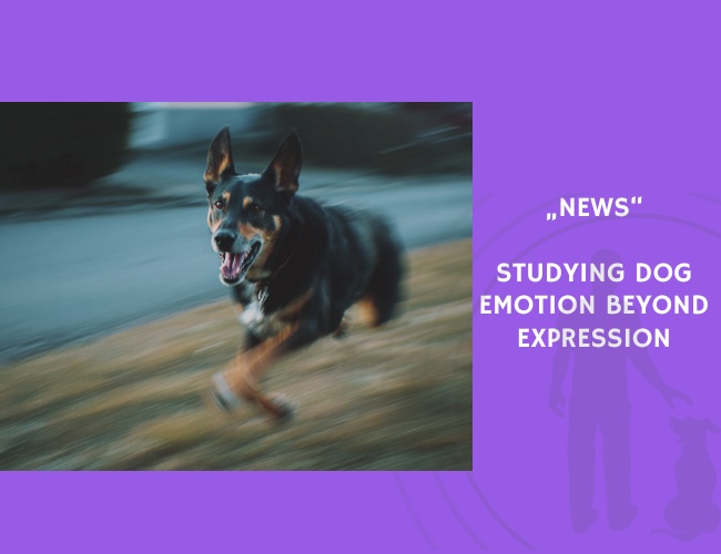 News-Studying Dog Emotion Beyond Expression