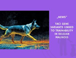 News-TAC1 Gene Variants Linked to Trainability in Belgian Malinois