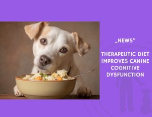 News-Therapeutic Diet Improves Canine Cognitive Dysfunction