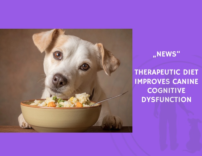 News-Therapeutic Diet Improves Canine Cognitive Dysfunction