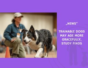 News-Trainable Dogs May Age More Gracefully, Study Finds