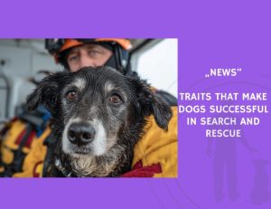 News-Traits That Make Dogs Successful in Search and Rescue