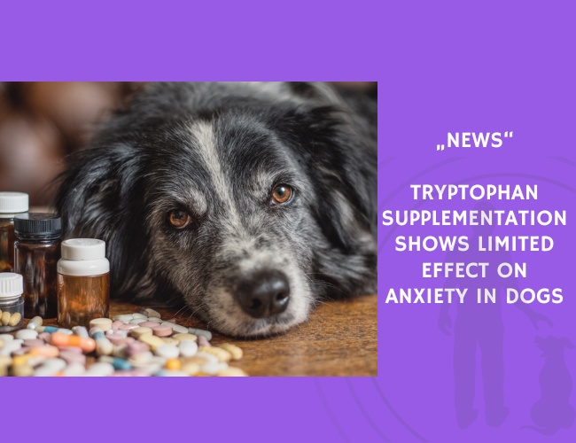 News-Tryptophan Supplementation Shows Limited Effect on Anxiety in Dogs