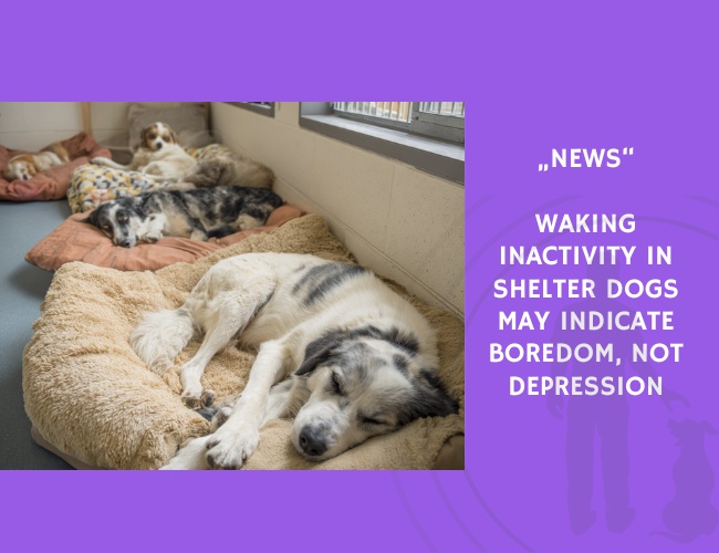 News-Waking Inactivity in Shelter Dogs May Indicate Boredom, Not Depression
