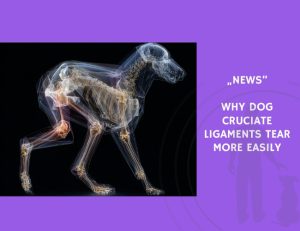 News-Why Dog Cruciate Ligaments Tear More Easily