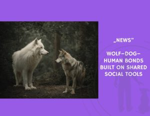 News-Wolf–Dog–Human Bonds Built on Shared Social Tools