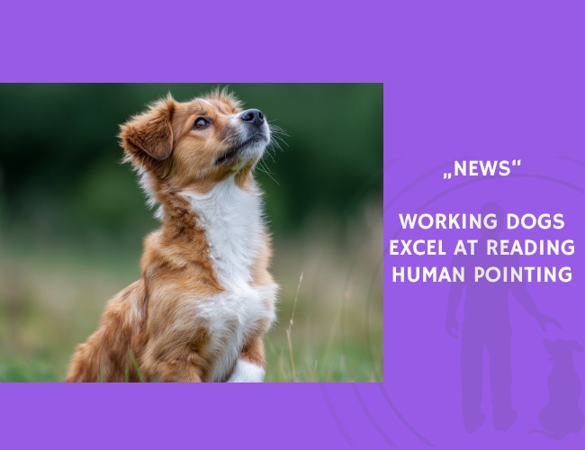 News-Working Dogs Excel at Reading Human Pointing