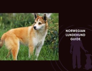 Norwegian Lundehund Guide