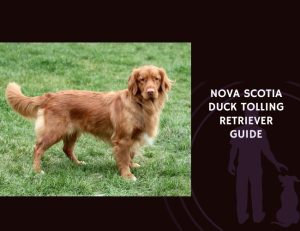 Nova Scotia Duck Tolling Retriever Guide