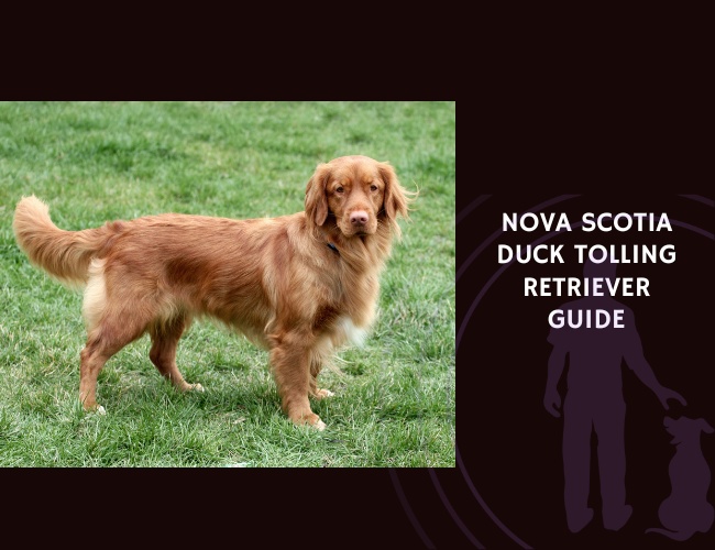 Nova Scotia Duck Tolling Retriever Guide