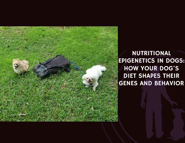 Nutritional Epigenetics in Dogs How Your Dog's Diet Shapes Their Genes and Behavior