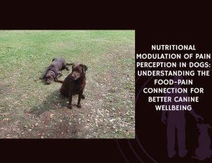 Nutritional Modulation of Pain Perception in Dogs Understanding the Food-Pain Connection for Better Canine Wellbeing